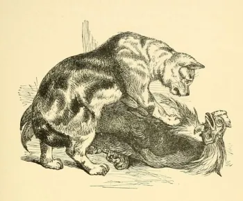 The Cat and The Cock