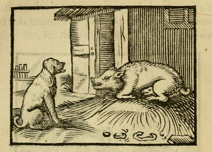 The Dog and The Sow