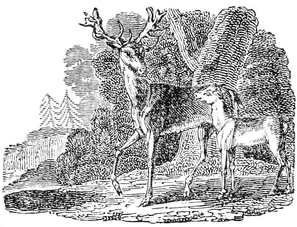 The Fawn and His Mother