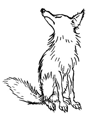 The Fox