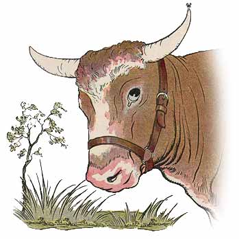The Gnat and The Bull