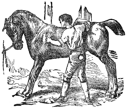 The Horse and The Groom