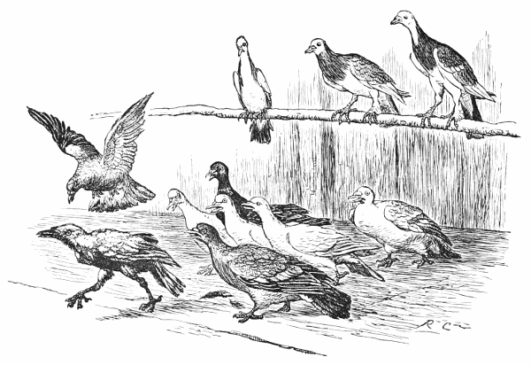 The Jackdaw and The Pigeons
