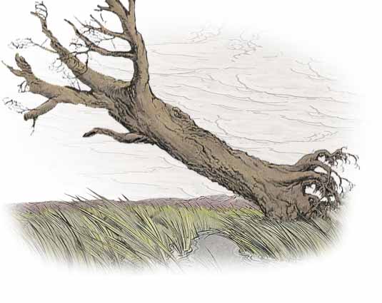 The Oak and The Reeds