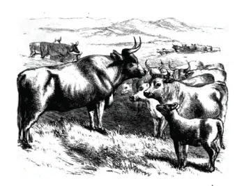 The Oxen and The Butchers