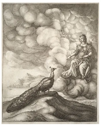 The Peacock and Juno