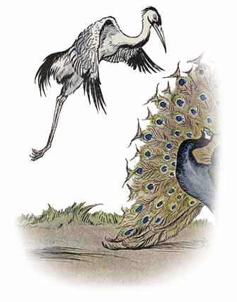 The Peacock and The Crane