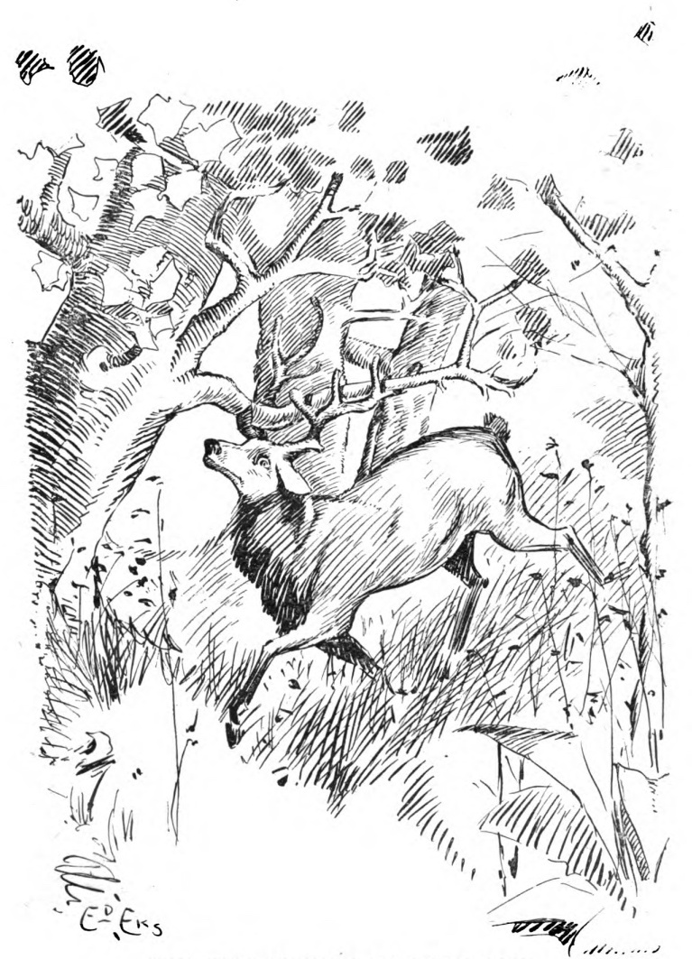 The Stag at The Pool