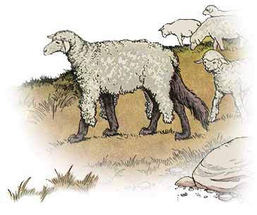 The Wolf in Sheep's Clothing