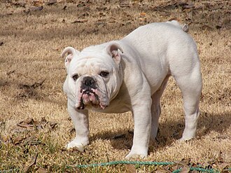 Bulldog