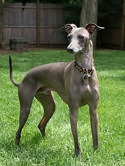 Italian greyhound