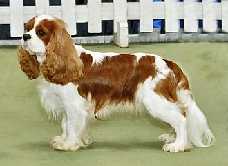 Spaniel