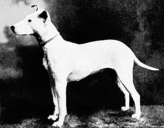 Terrier