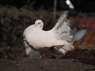 The fantail