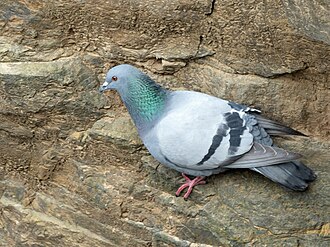 The rock-pigeon