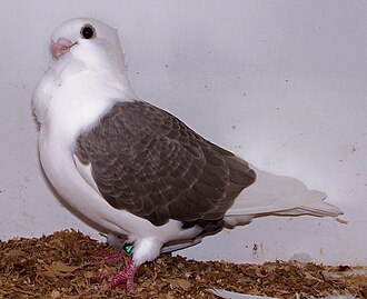 The turbit